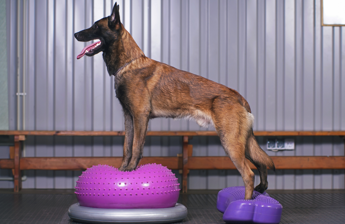 Hund på balansboll