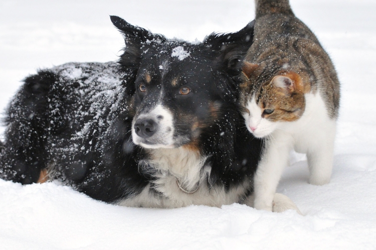 Hund och katt i snö